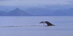 Humpback Whale